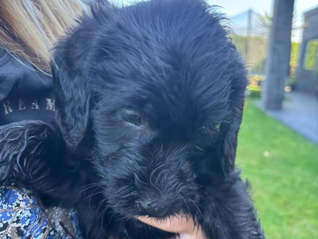 Billede 1 - Labradoodle hvalp klar til nyt hjem