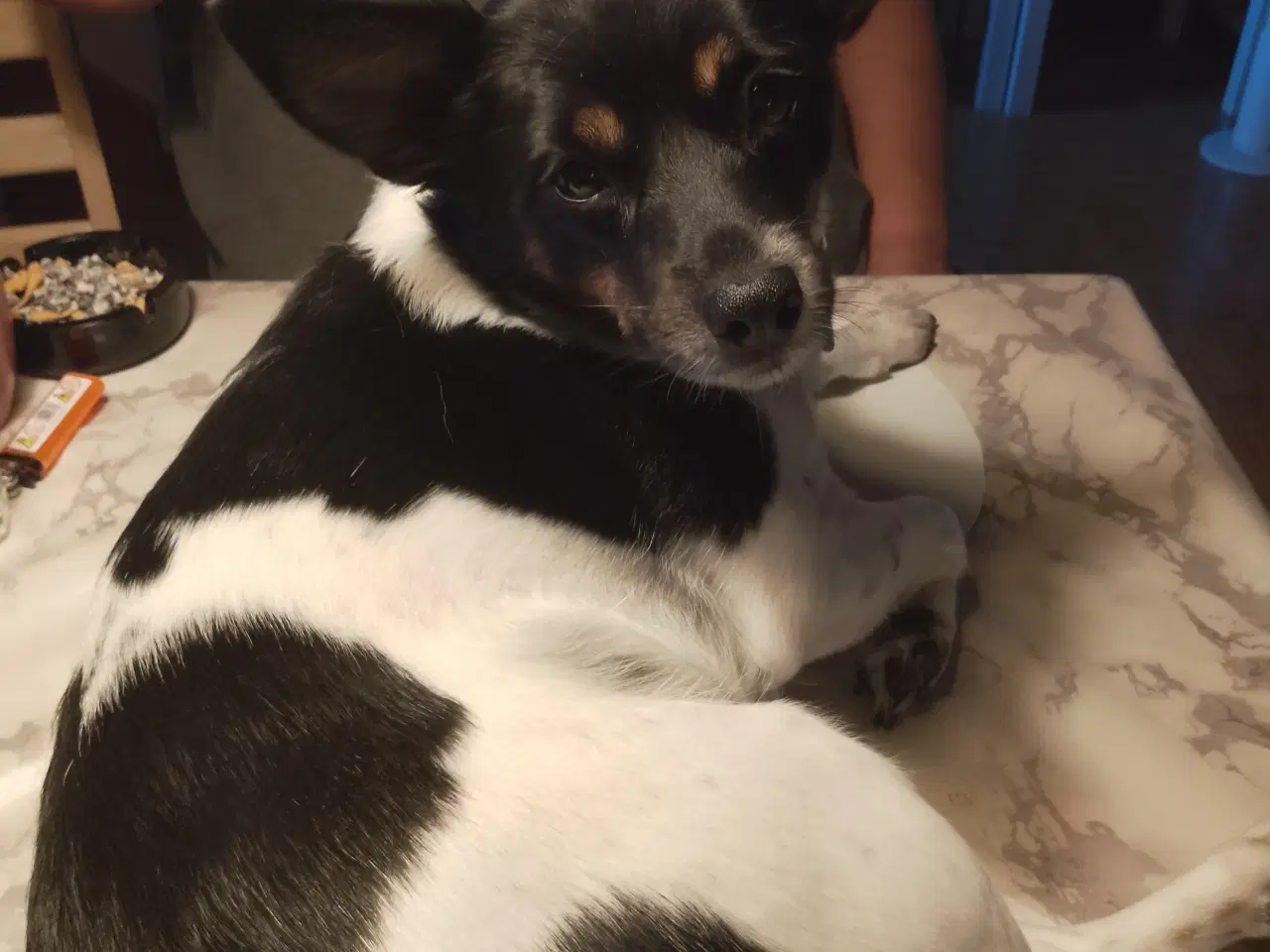 Billede 1 - Blandings hund