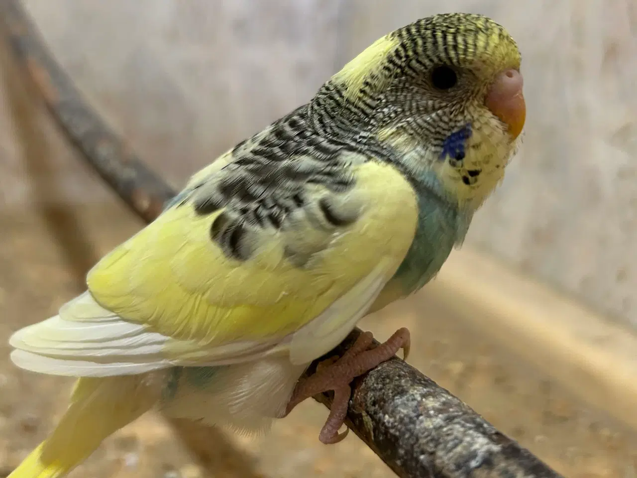 Billede 3 - Undulatunger 