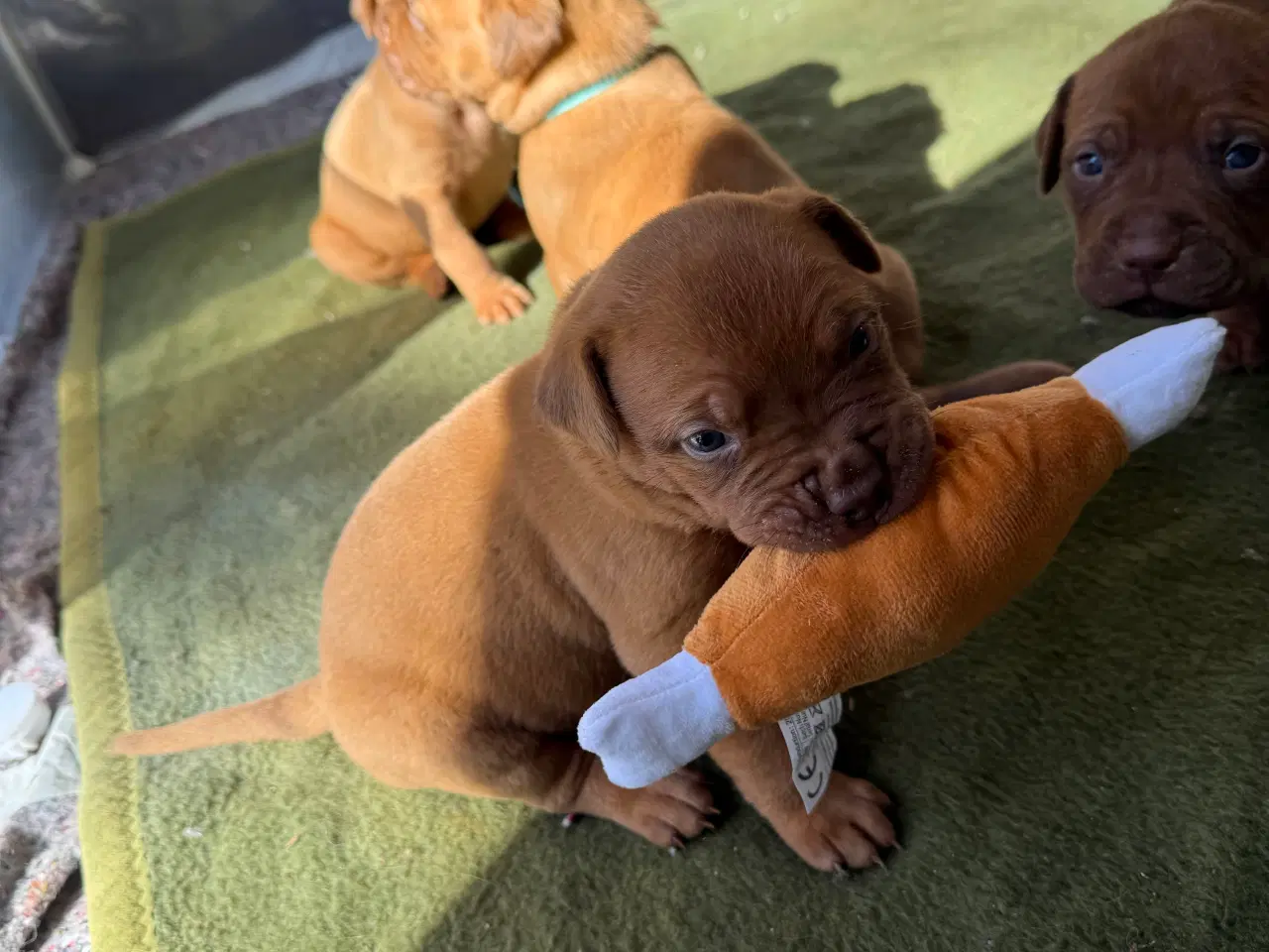 Billede 15 - Smukke fransk mastiff/Dogue de Bordeaux hvalpe 🐾