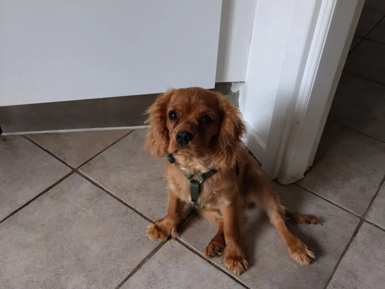 Billede 2 - King Charles spaniel renlig gjort hvalpe 
