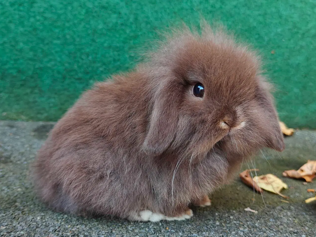 Billede 8 - Minilop/Lionlop