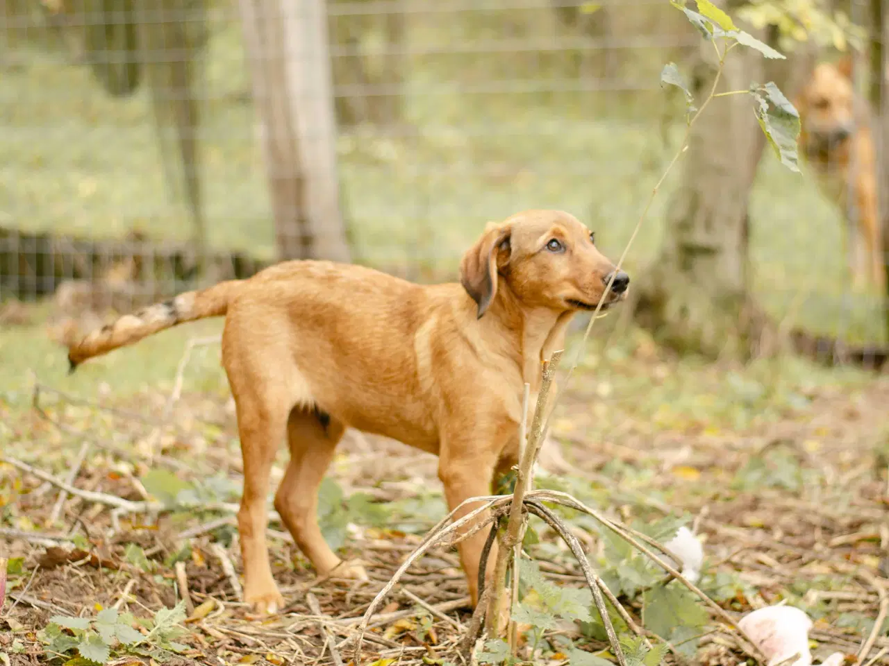 Billede 4 - Sødeste Charlie søger 4ever familie 💙