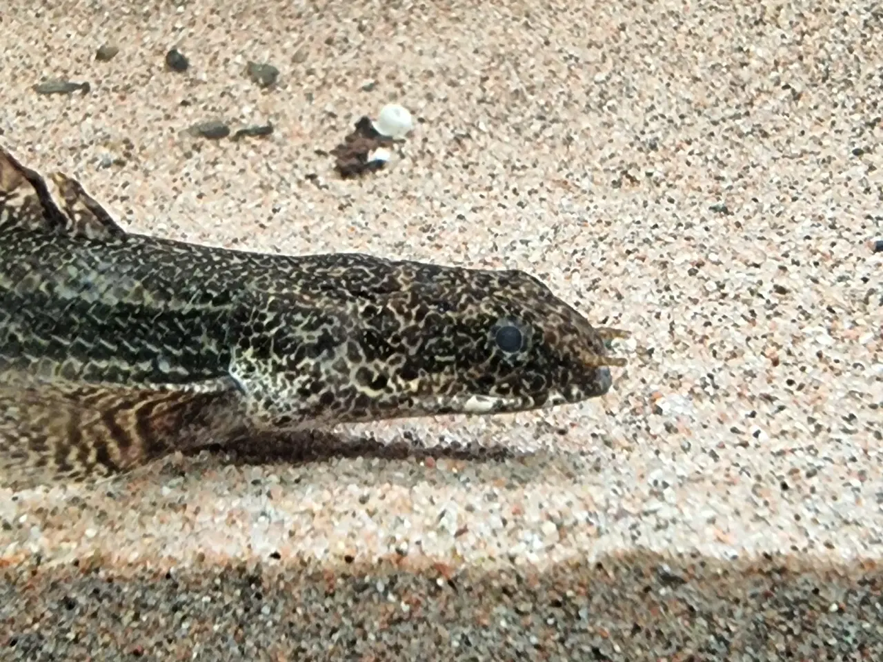 Billede 2 - Polypterus Lapradei bichir