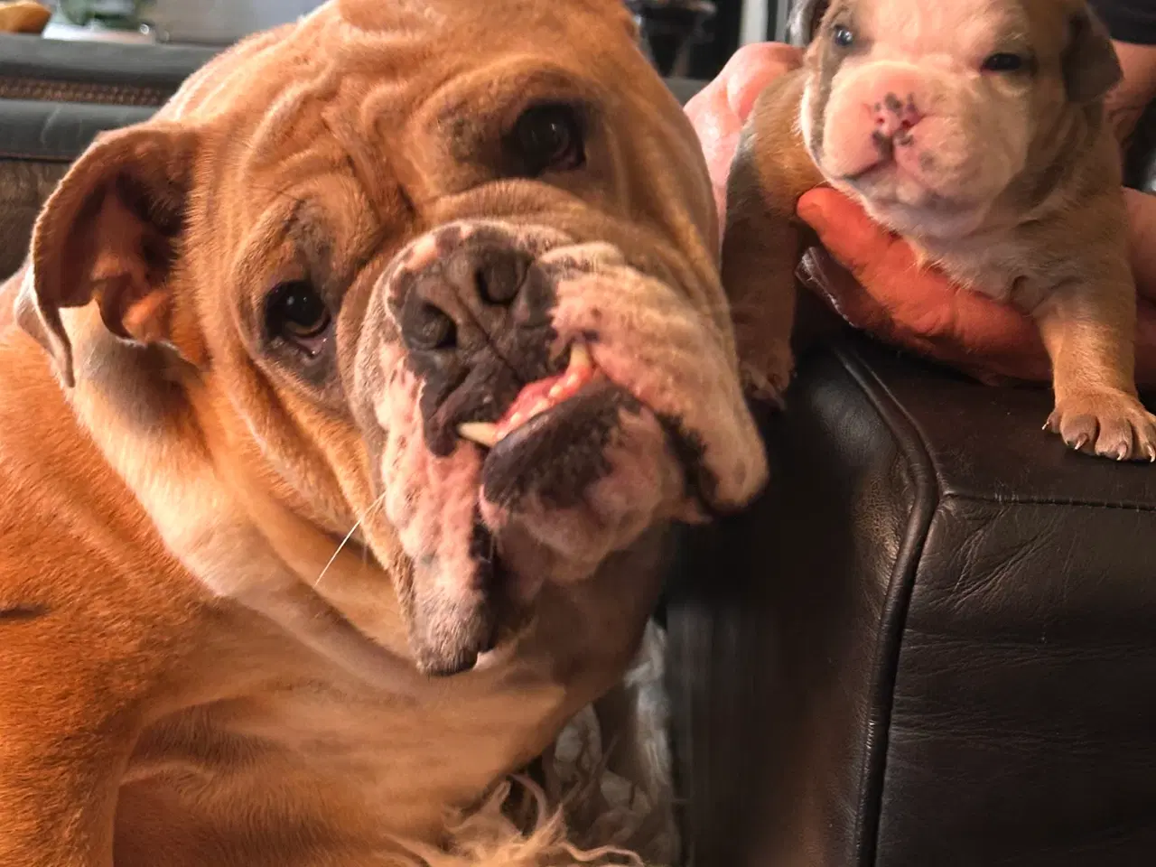 Billede 3 - English bulldog