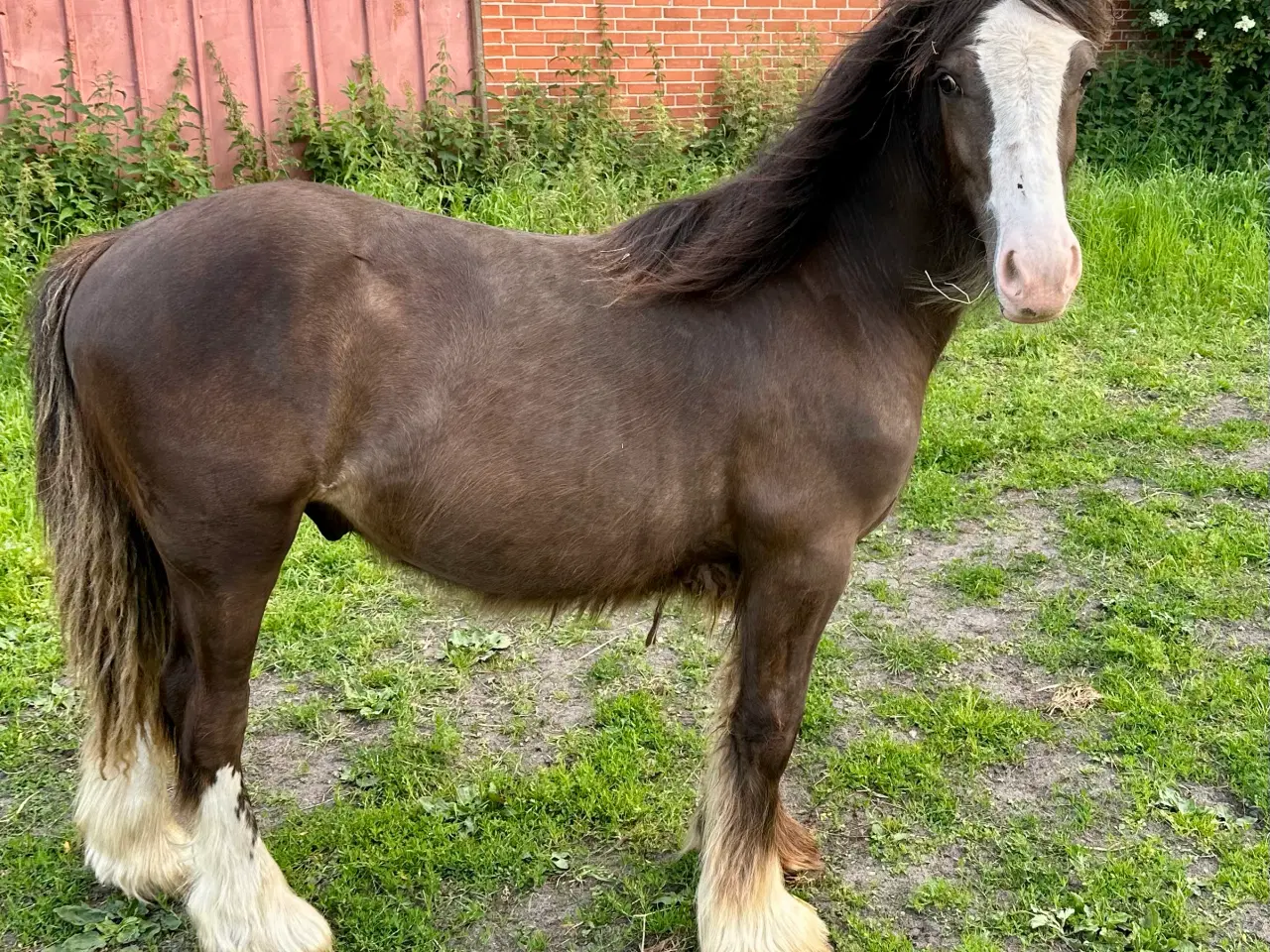 Billede 3 - Irish Cob 