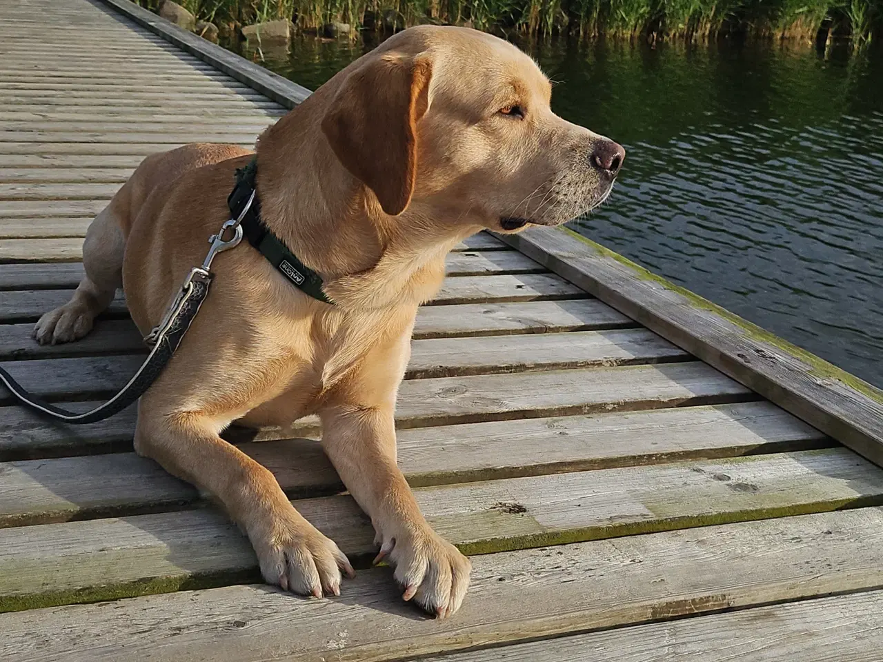 Billede 14 - Dogue de bordeaux blandings hvalpe