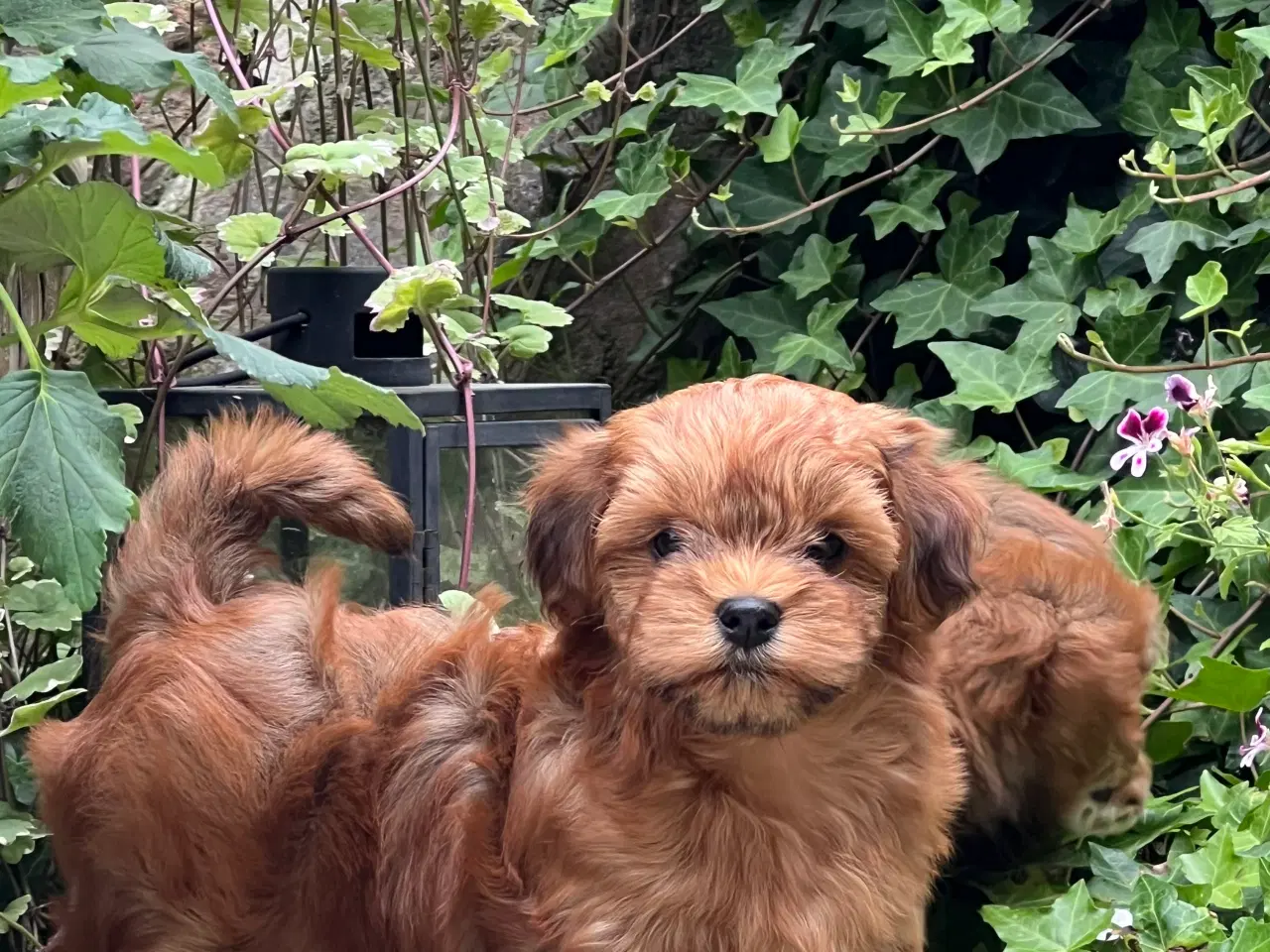 Billede 15 - 🧡Søde & Smukke Bichon Havanais 🧡