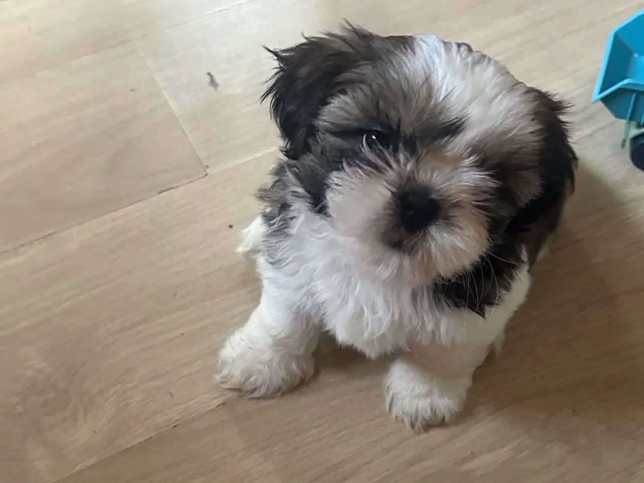 Billede 5 - Shih tzu salg