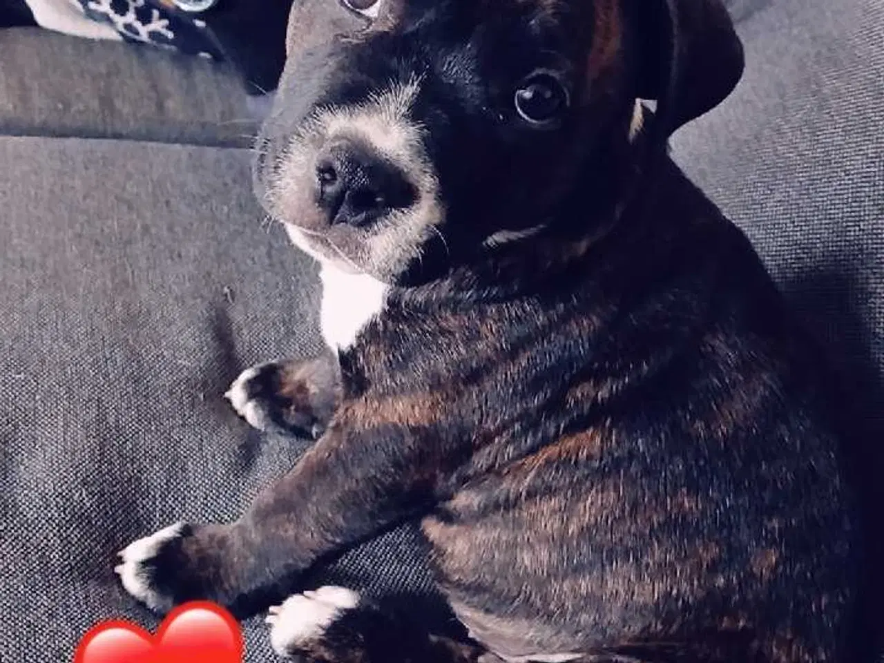 Billede 3 - Lille Daisy søger nyt hjem..