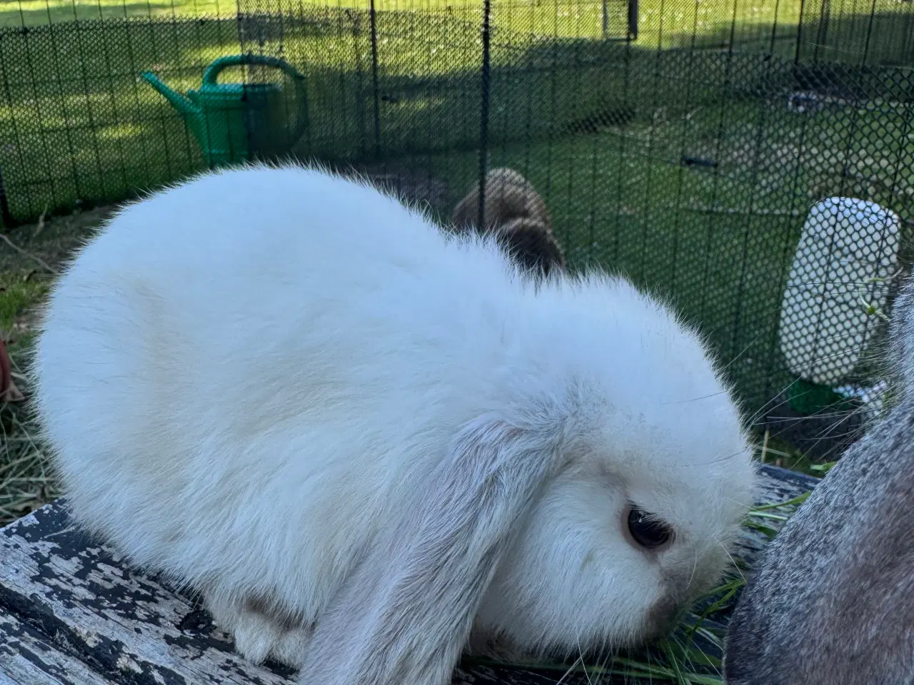 Billede 4 - Mini lop kanin unge