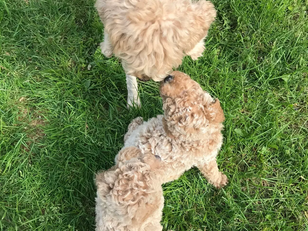 Billede 3 - Mellem labradoodle hvalpe Multigen