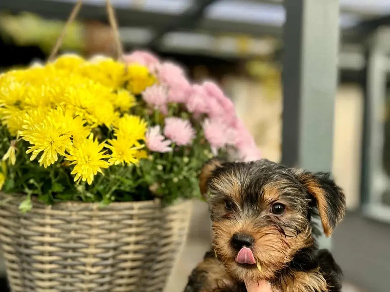 Billede 5 - 🐶 01.09.2025 York Terrie 