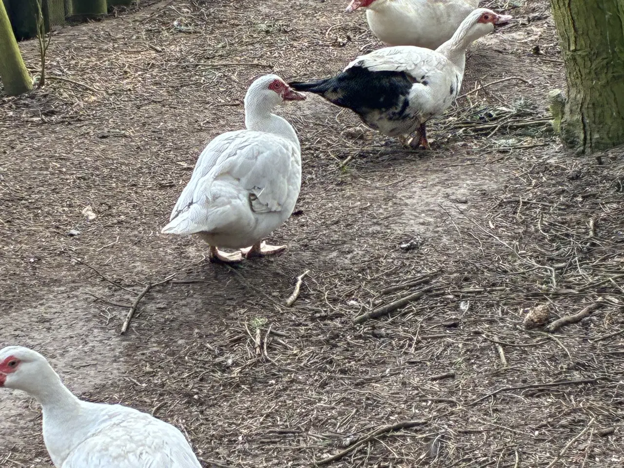 Billede 1 - Moskusænder 