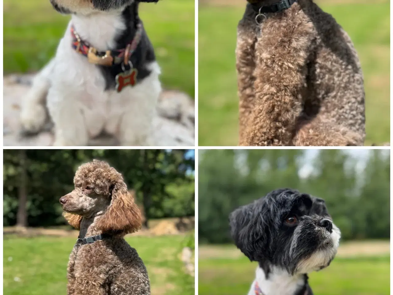 Billede 6 - Lhasadoodle hvalpe, fra testede forældre.