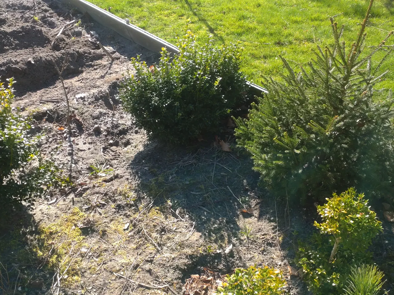 Billede 3 - Buksbom. Hortensia