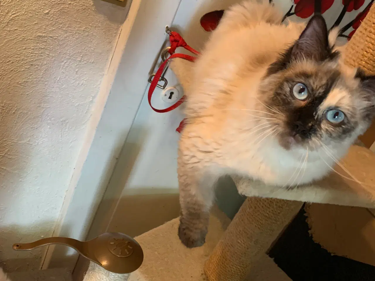 Billede 3 - Ragdoll hun kat - fra d. 11-5-24.
