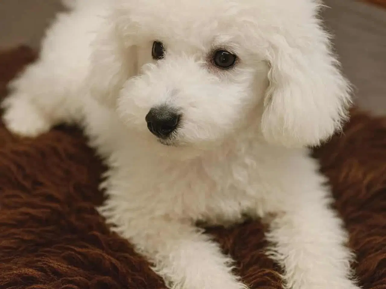 Billede 4 - Puddel blandingen 