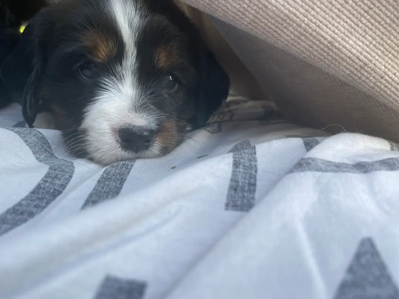 Billede 1 - Cavelier blanding 