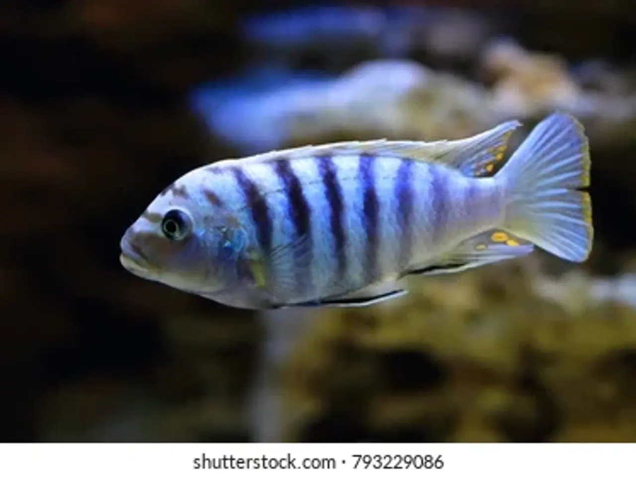 Billede 2 - Pseudotropheus saulosi (Malawi Cichlider)
