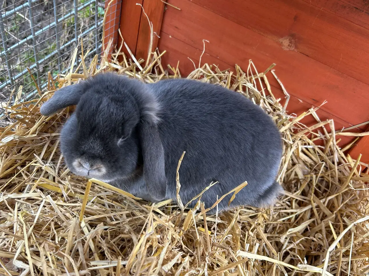 Billede 1 - Mini Lop
