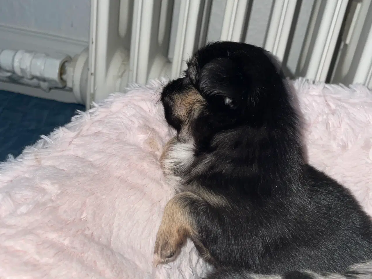 Billede 4 - Chihuahua 