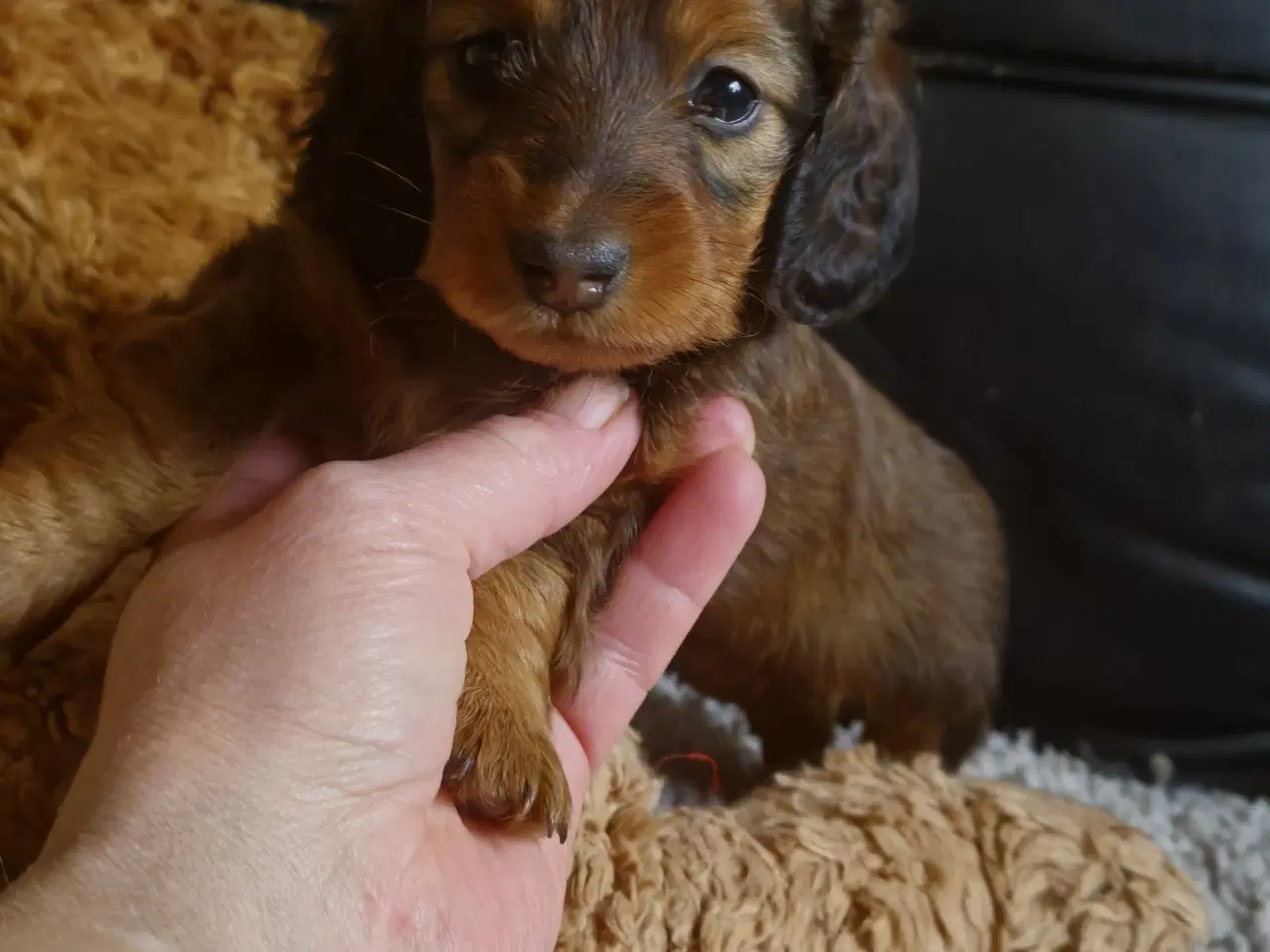 Billede 12 - lang Håret Dværg/Mini Gravhund