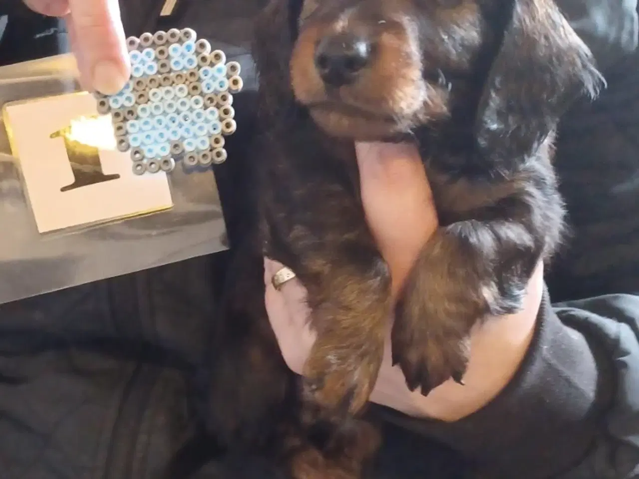 Billede 2 - Langhåret Gravhunde-hvalpe