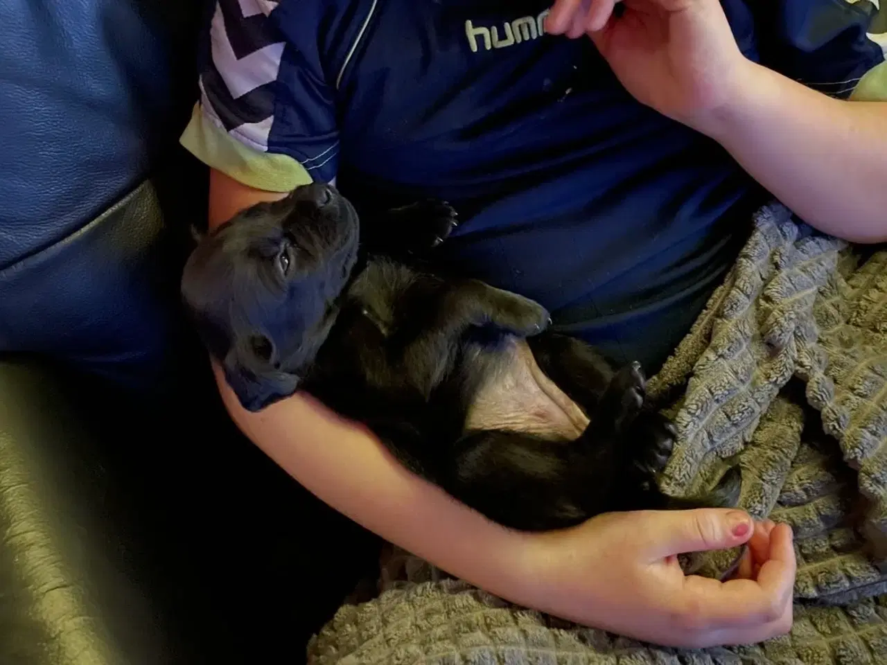 Billede 1 - Labrador / Cokkerspaniel blanding