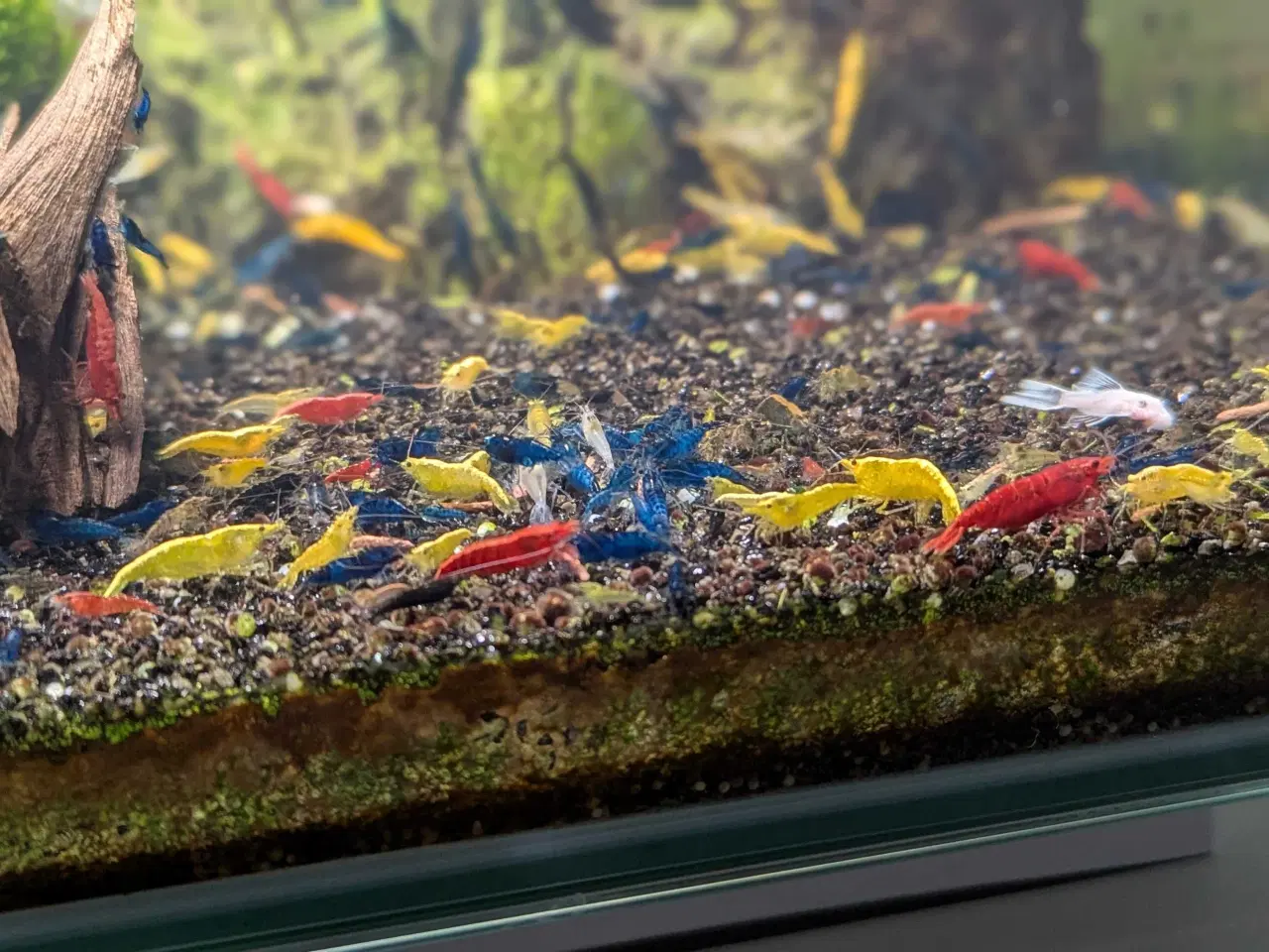 Billede 1 - Neocaridina reje-mix - 50 stk | 125,-