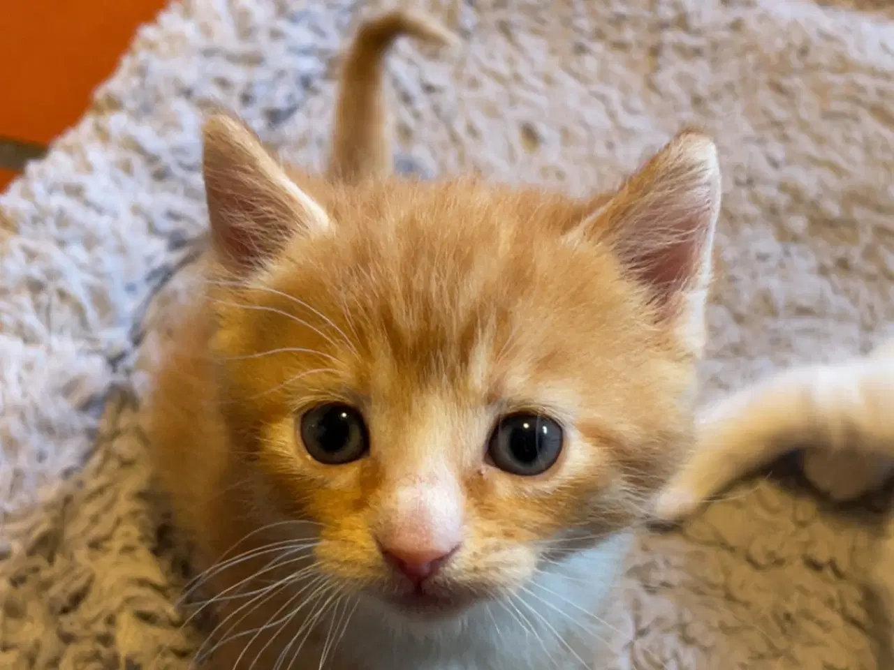 Billede 2 - Katte killinger