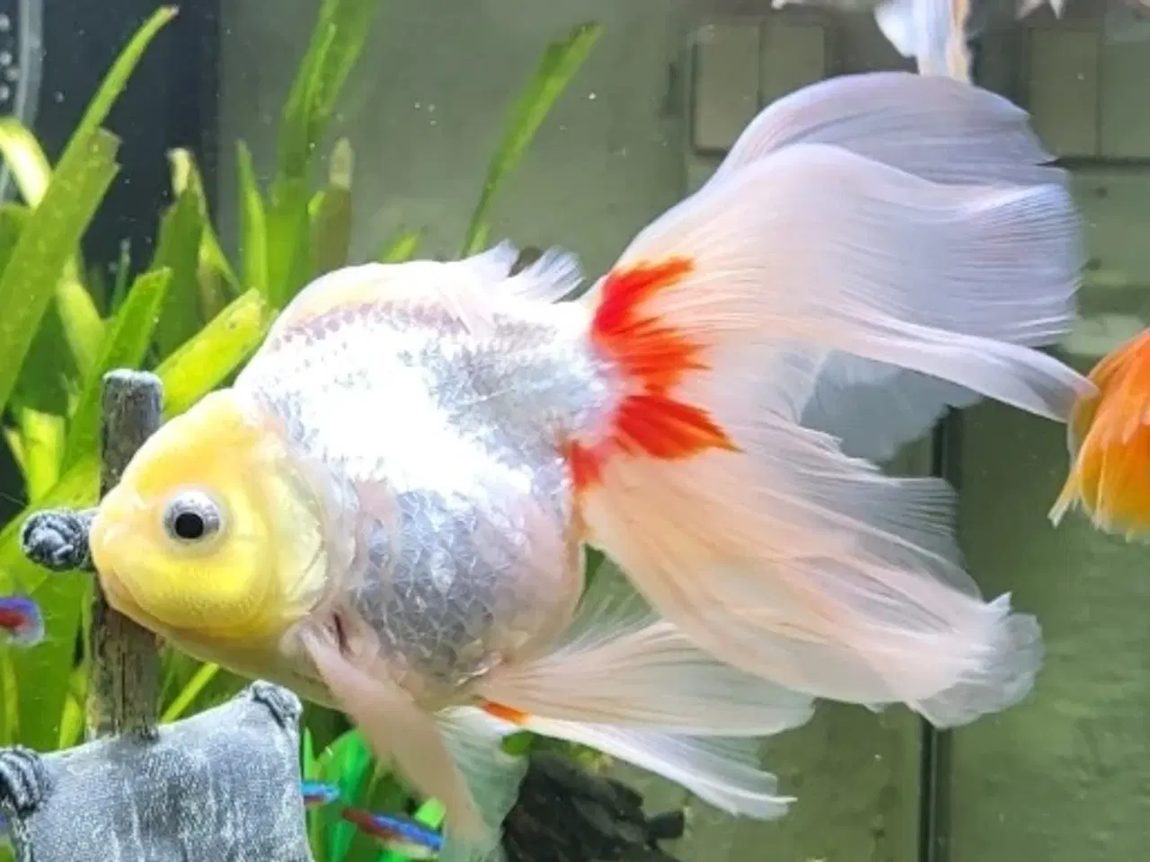 Billede 6 - 3 stk. Store slørhale 150 kr.