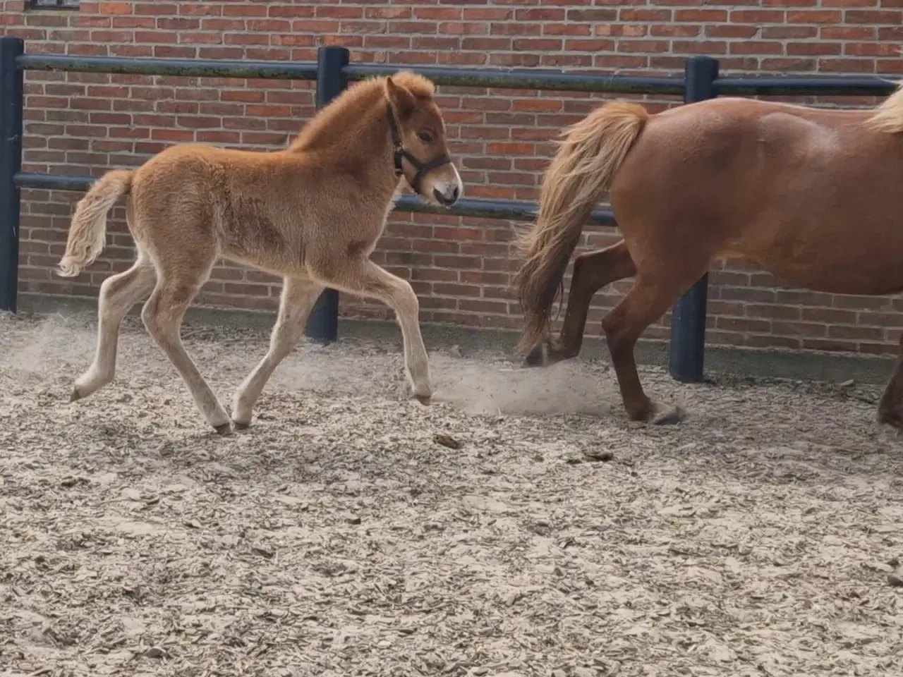 Billede 7 - Fantastisk smuk islænder hingst føl sælges 