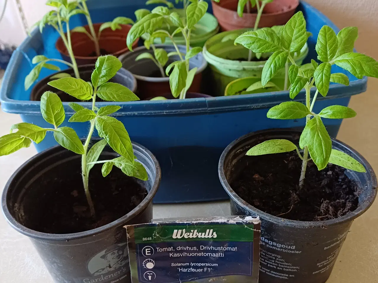 Billede 8 - Tomatplanter mange forskellige