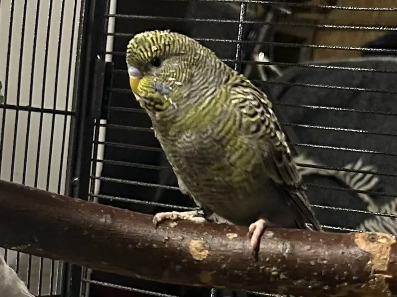 Billede 15 - Blackface undulater 