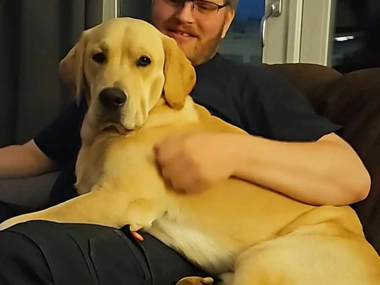 Billede 3 - Labrador/retriever tilbydes til avl 
