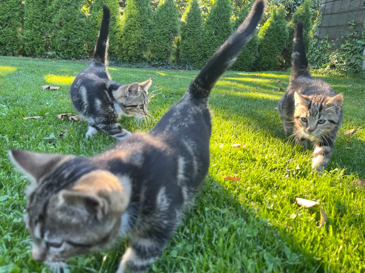 Billede 2 - Tamme og kælne katte