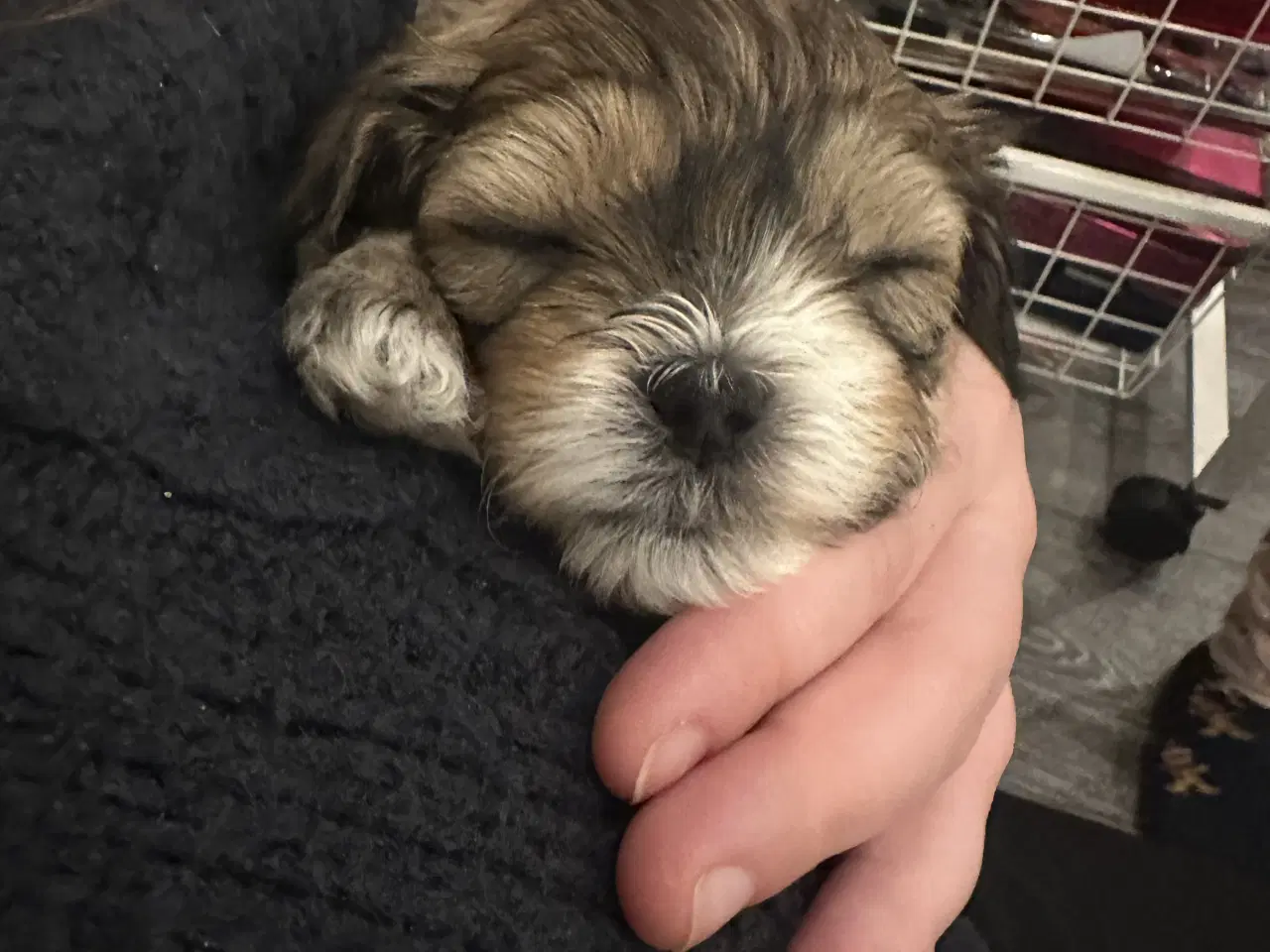 Billede 6 - Blødeste små hvalpe 