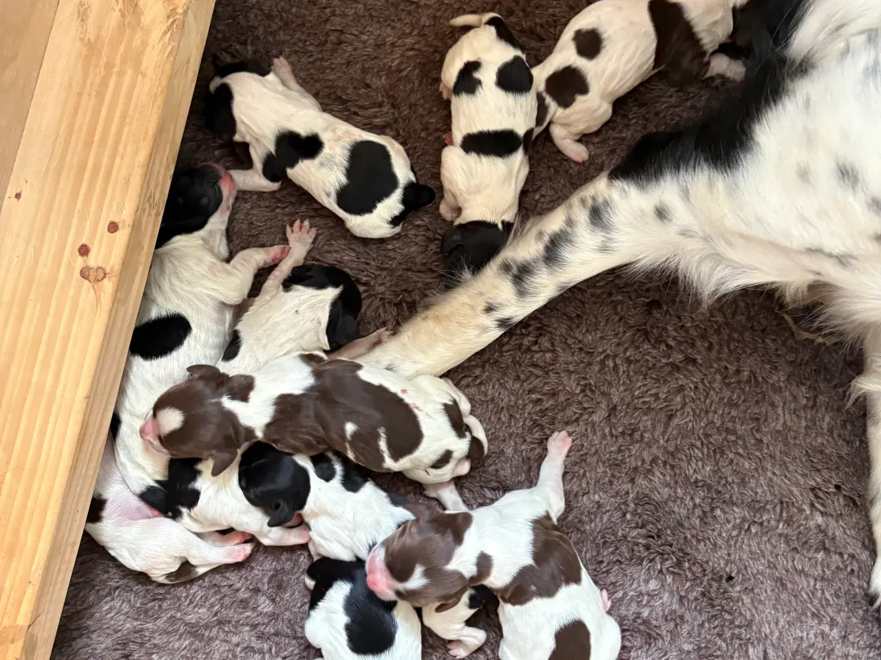 Billede 5 - FT Springer Spaniel med stamtavle 