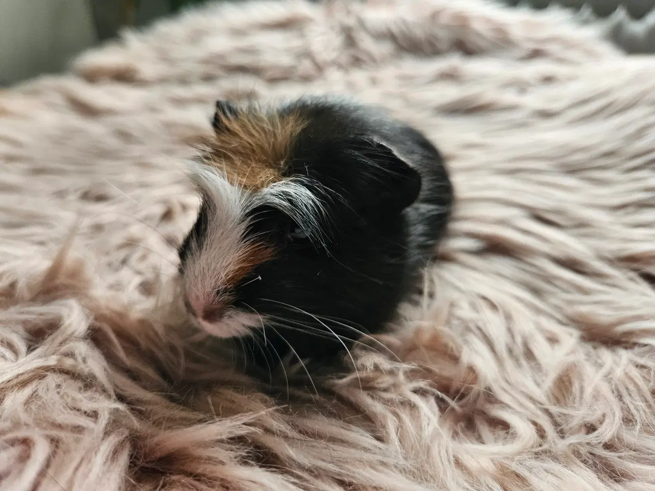 Billede 3 - Marsvine unger