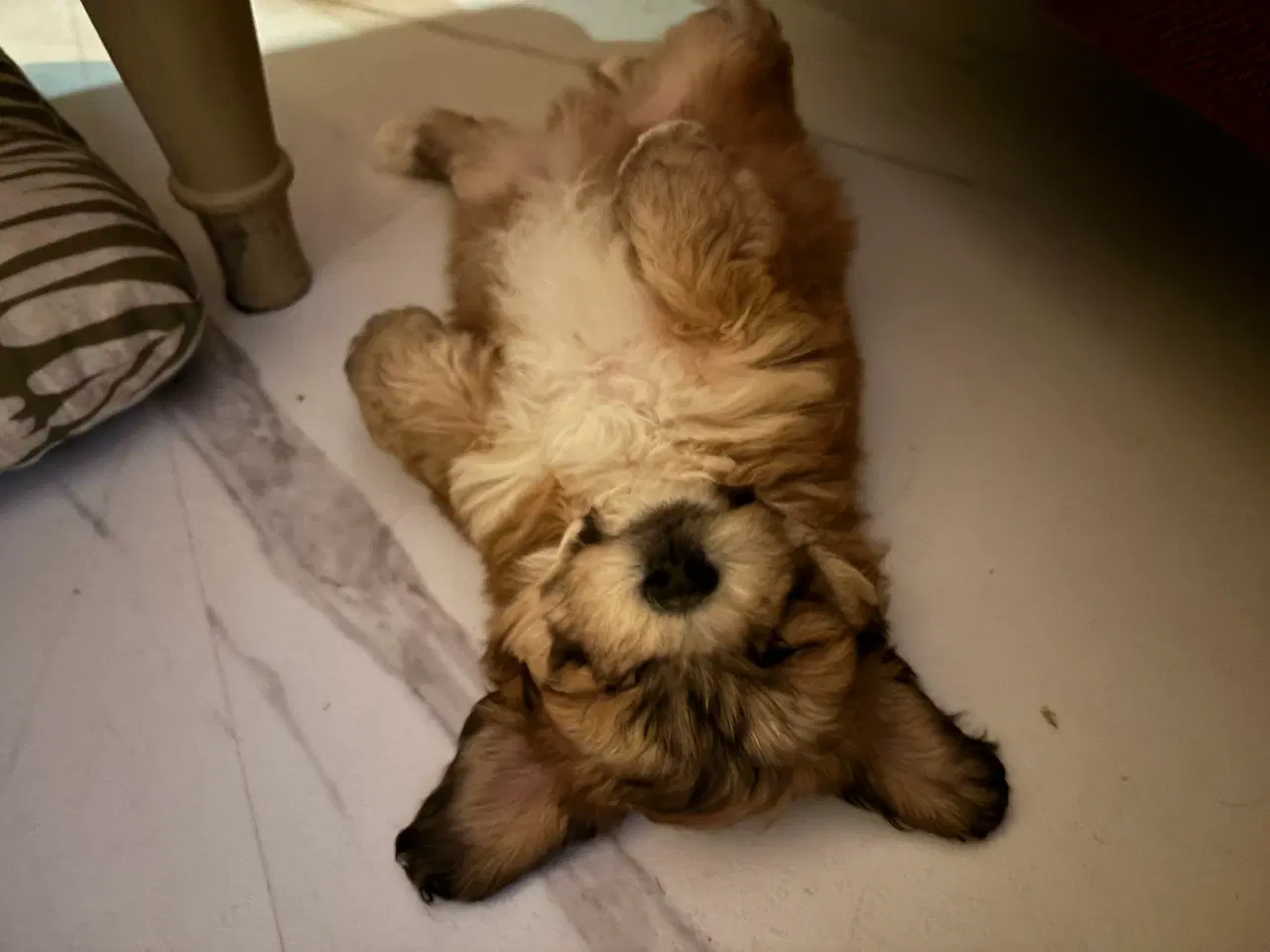 Billede 11 - Cottonpoo eller potton hvalpe