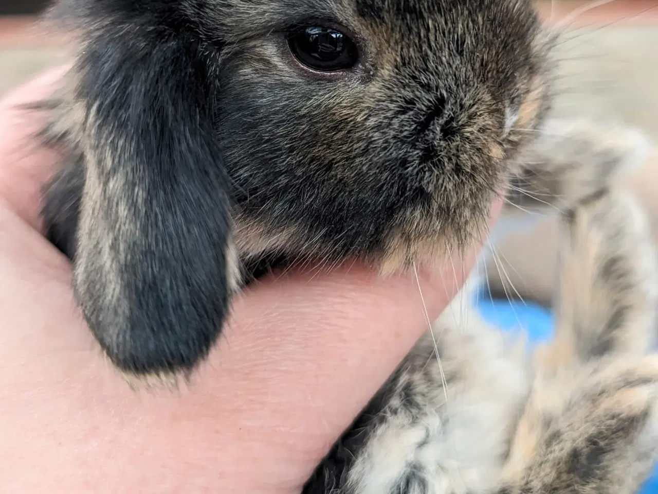 Billede 3 - Minilop kaninunge sælges