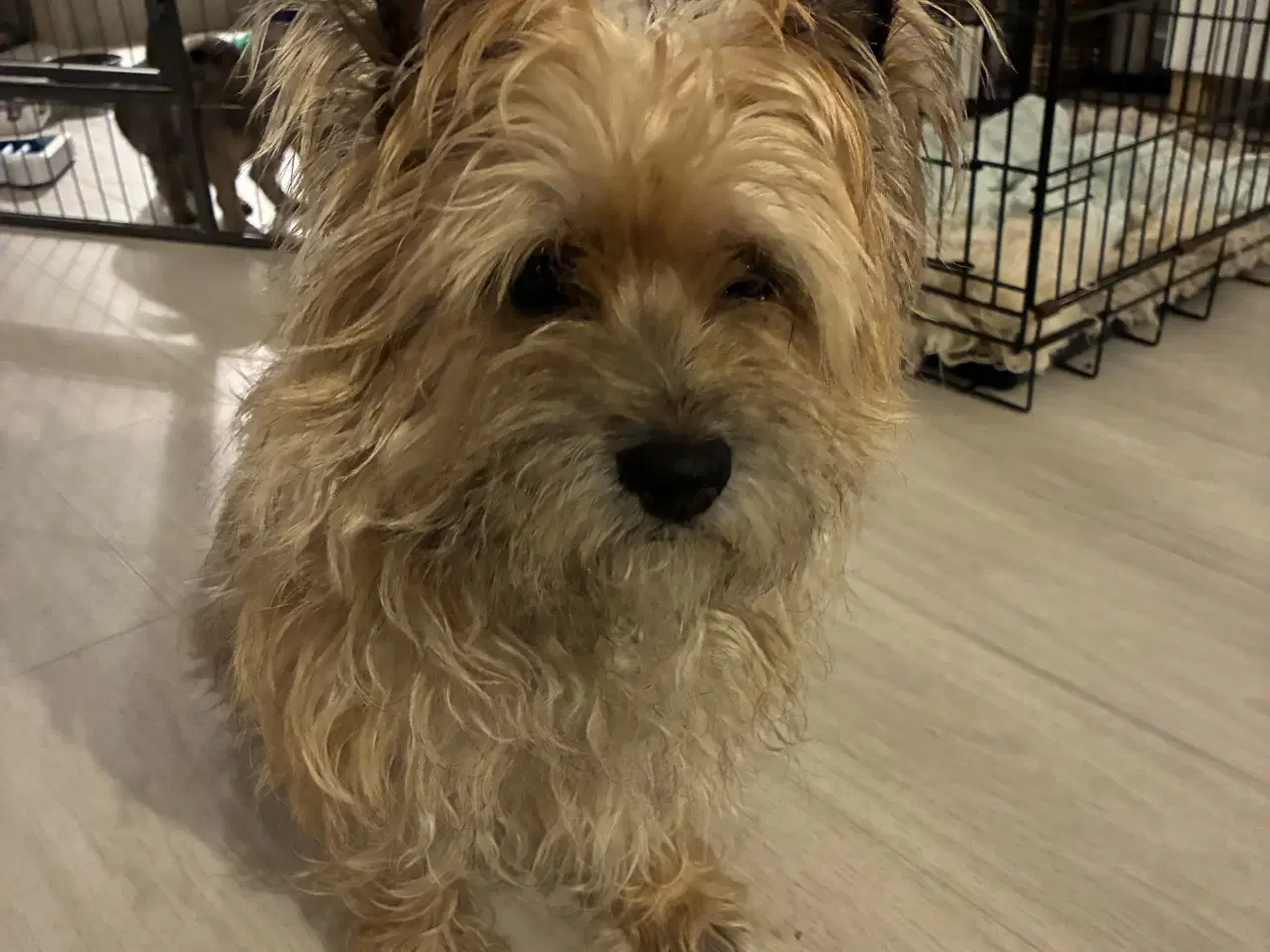 Billede 9 - KUN 2 TILBAGE -skønne Cairn tæver