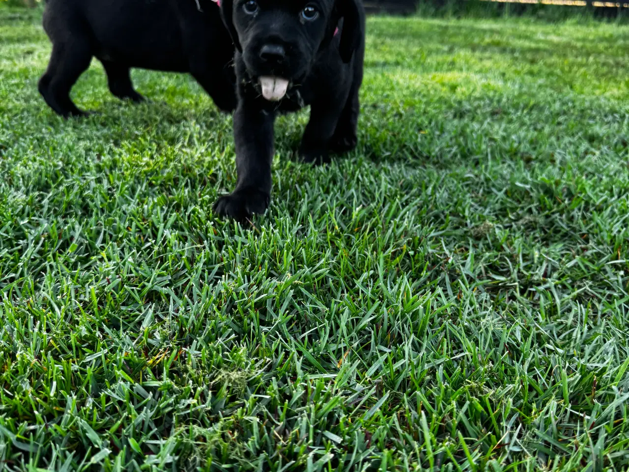 Billede 6 - Rottweiler/ Labrador hvalpe 