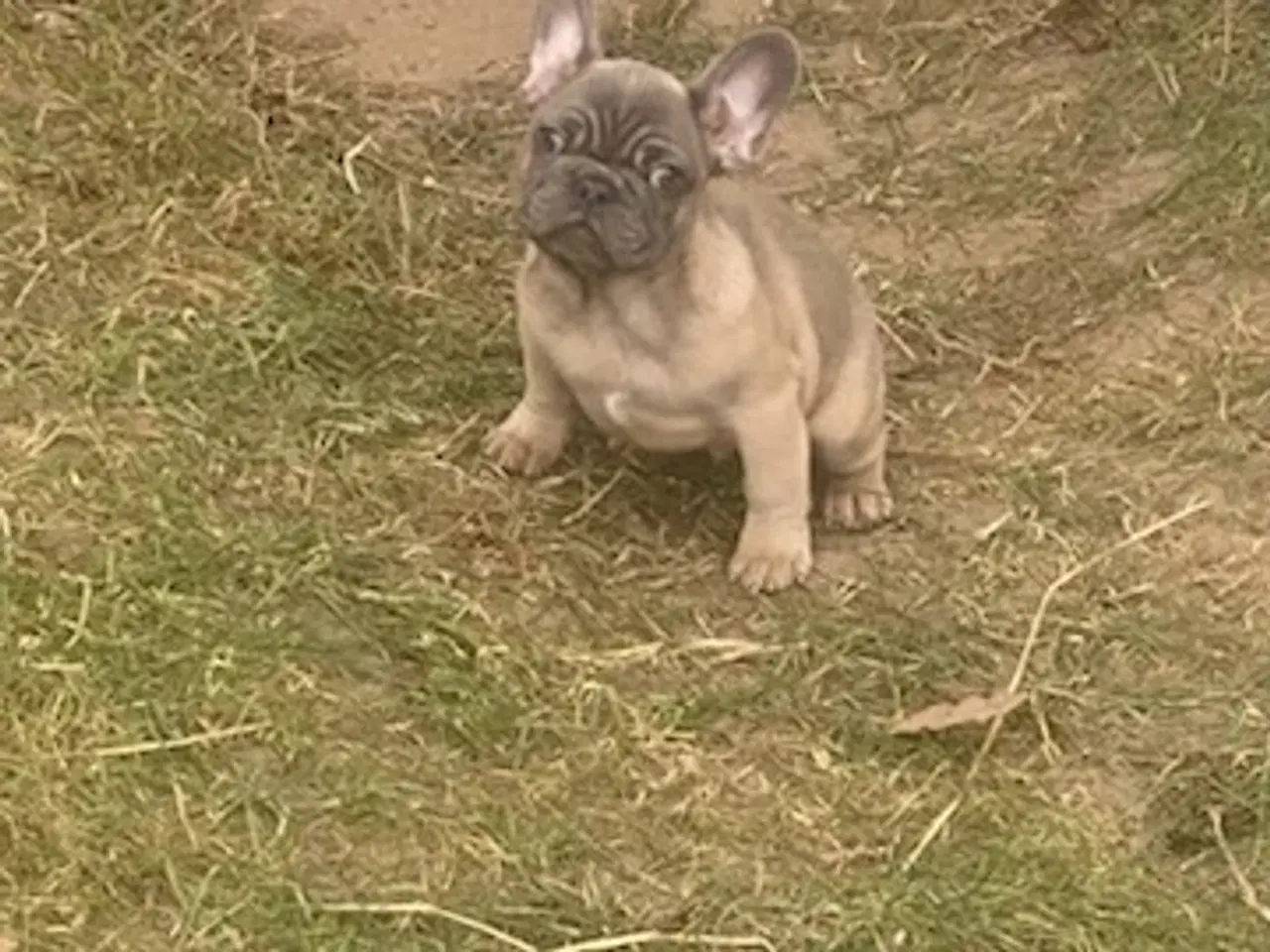Billede 8 - Fransk bulldog hvalp