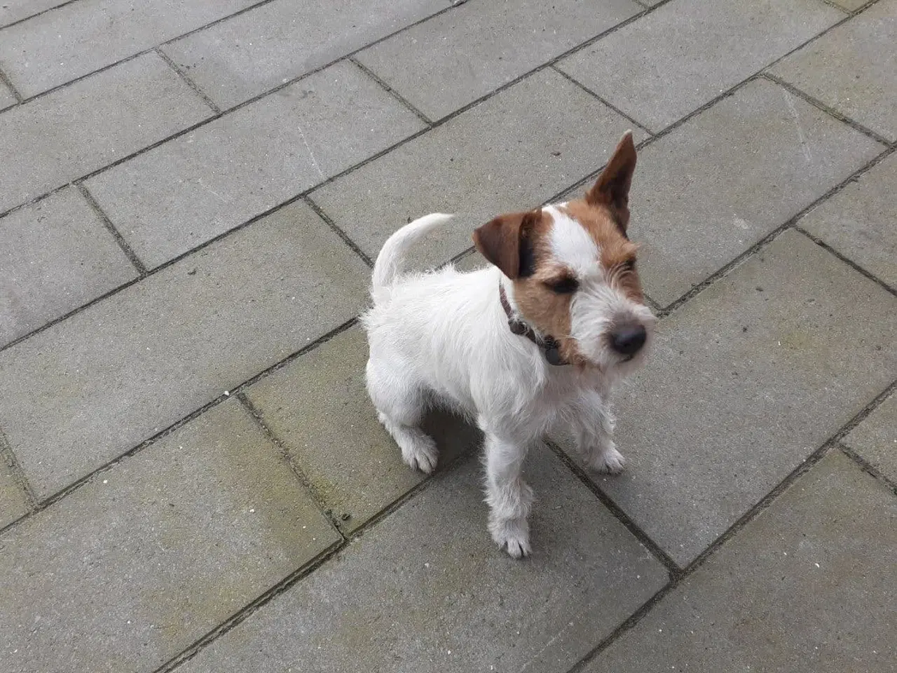 Billede 5 - Jack Russell hvalpe