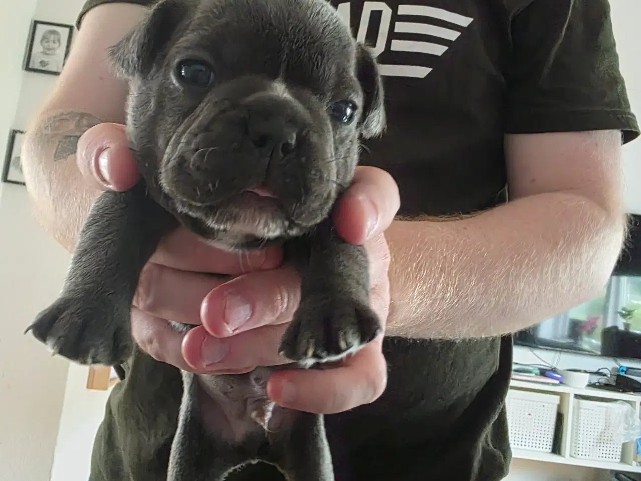 Billede 9 - Fransk Bulldog hvalpe 