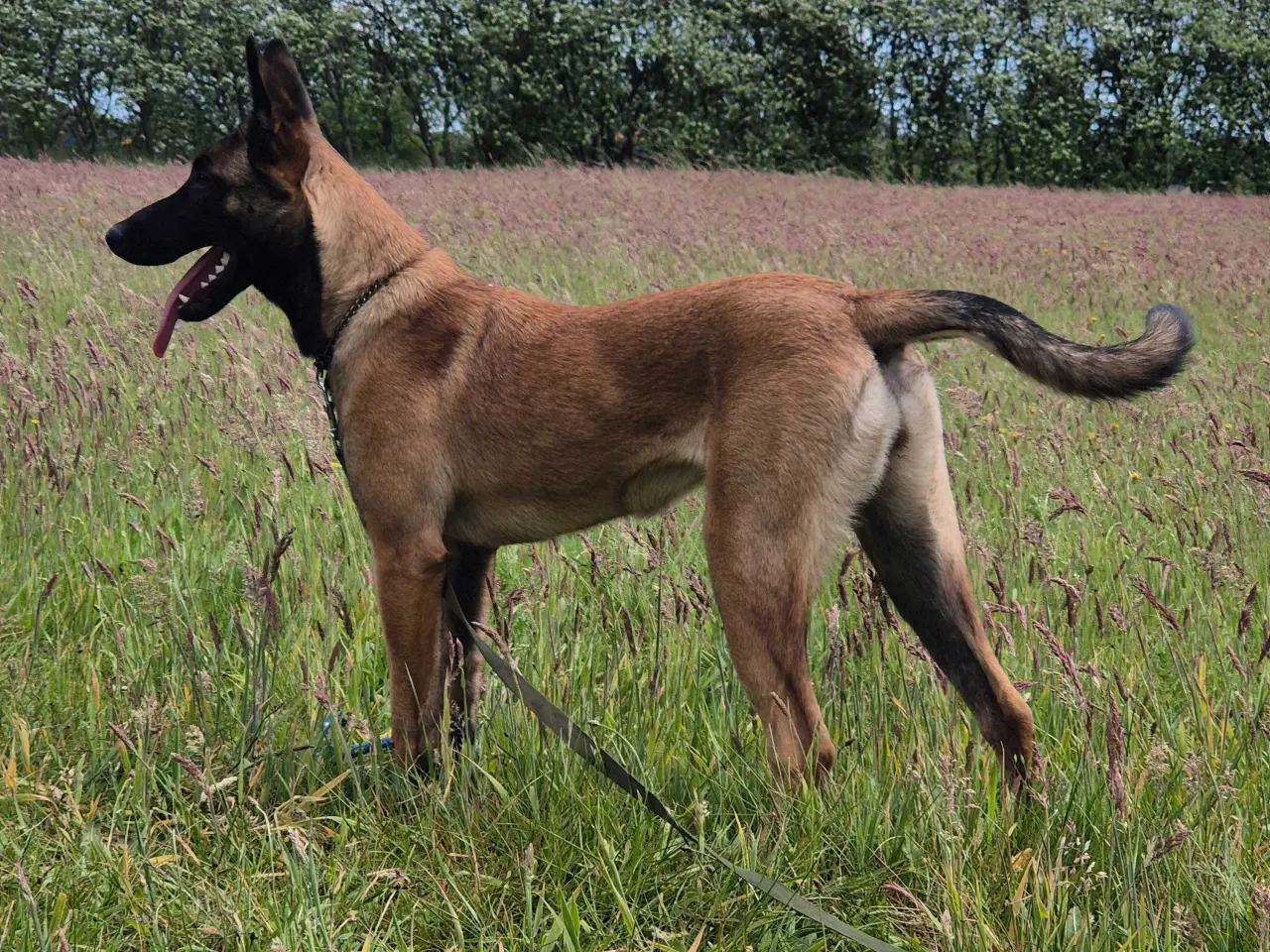 Billede 2 - Malinois Tæve Frisk og Frejdig