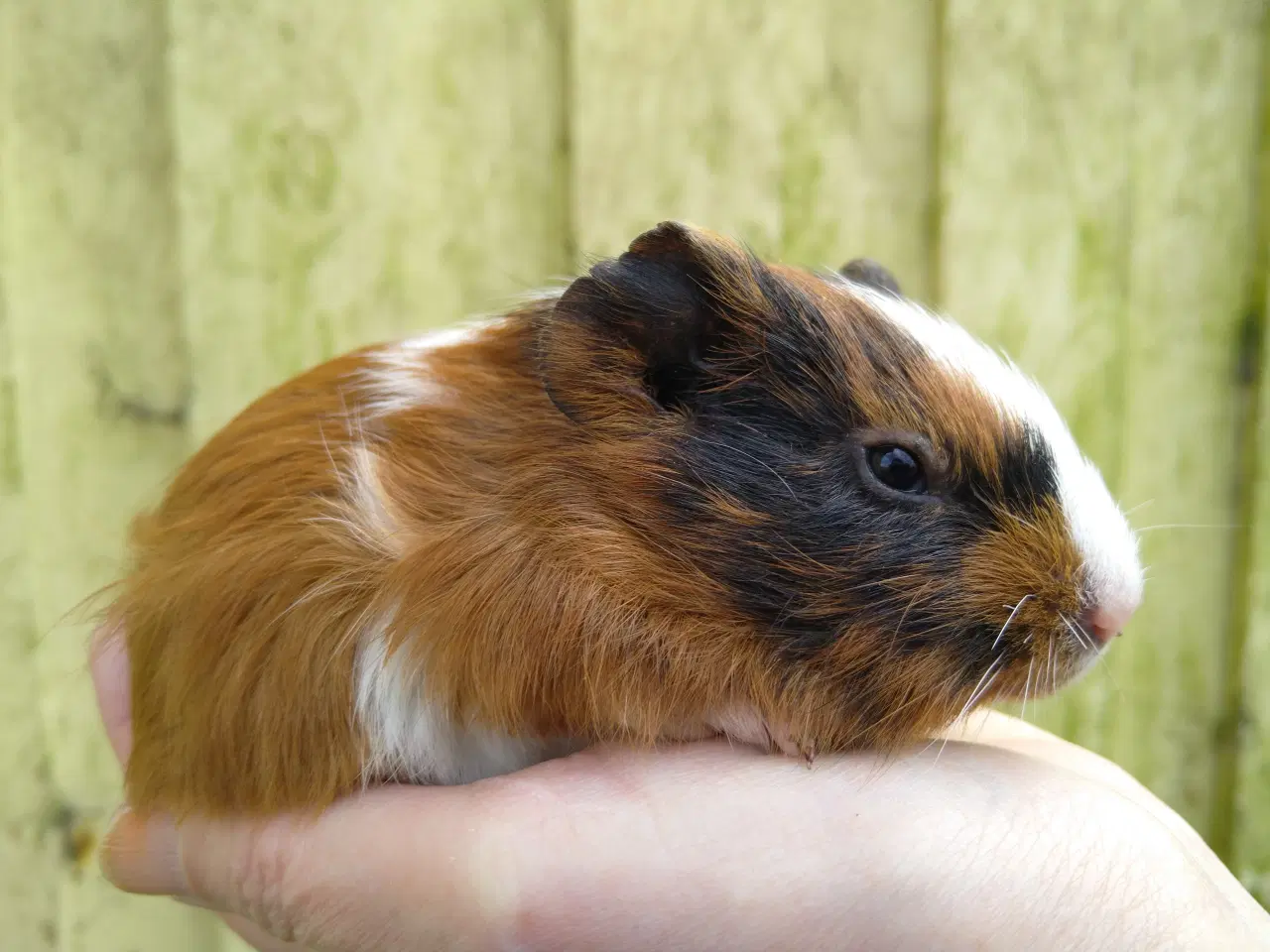 Billede 2 - 2 marsvin unger