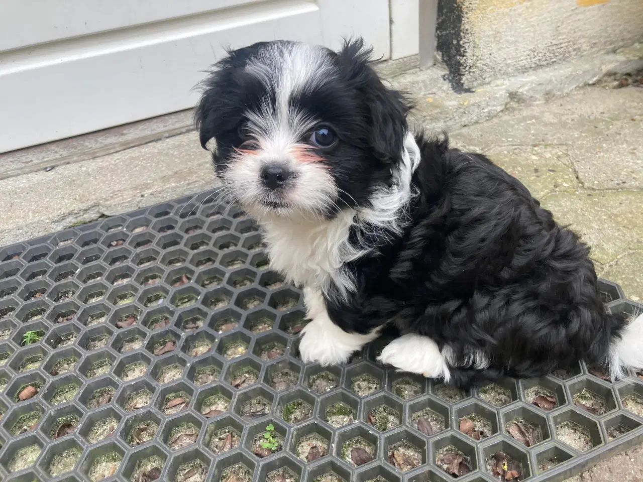 Billede 3 - Cavalier/Yorkshire terrier blanding 9 uger